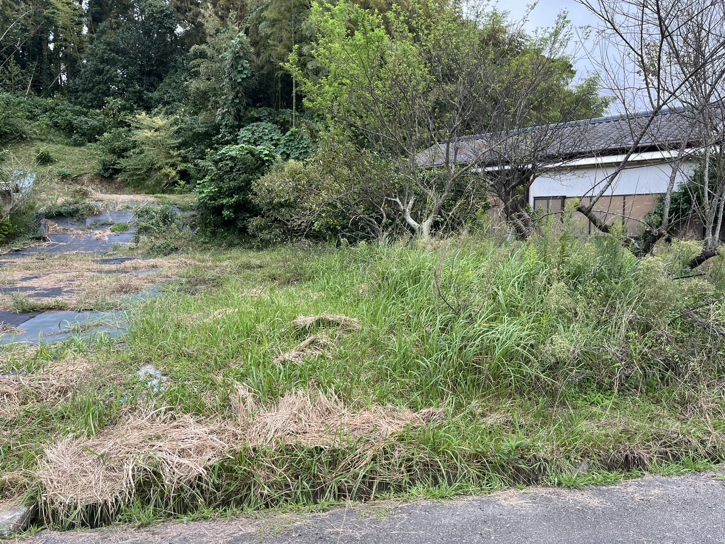 施工事例　除草１