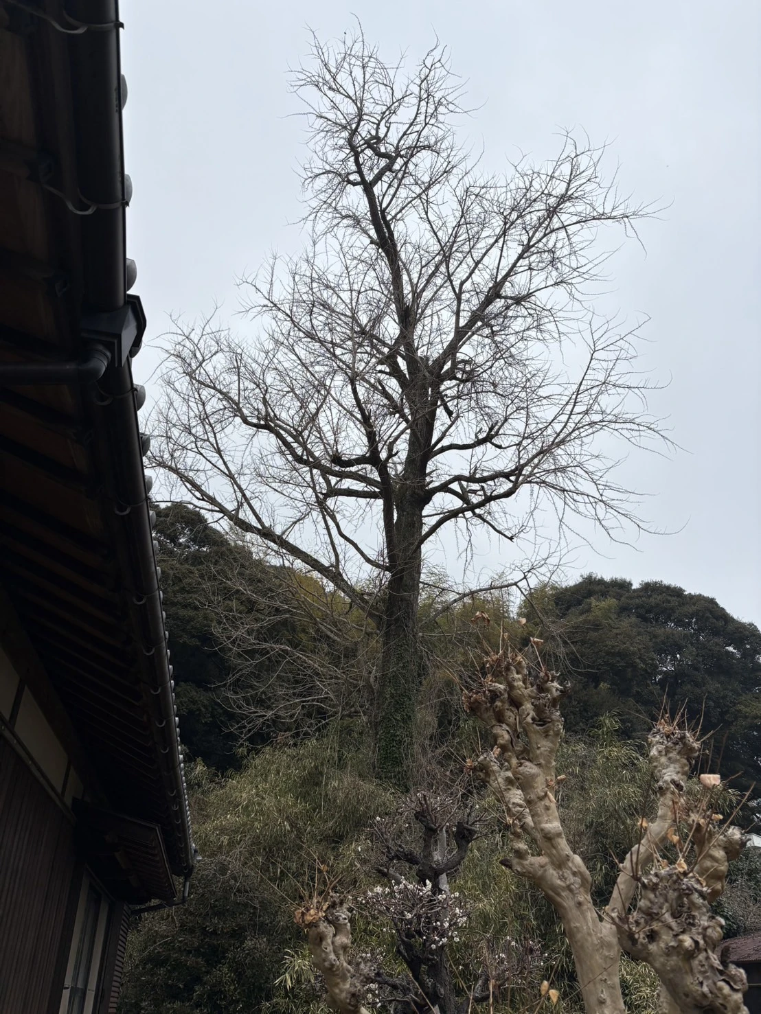 施工事例　特殊伐採１