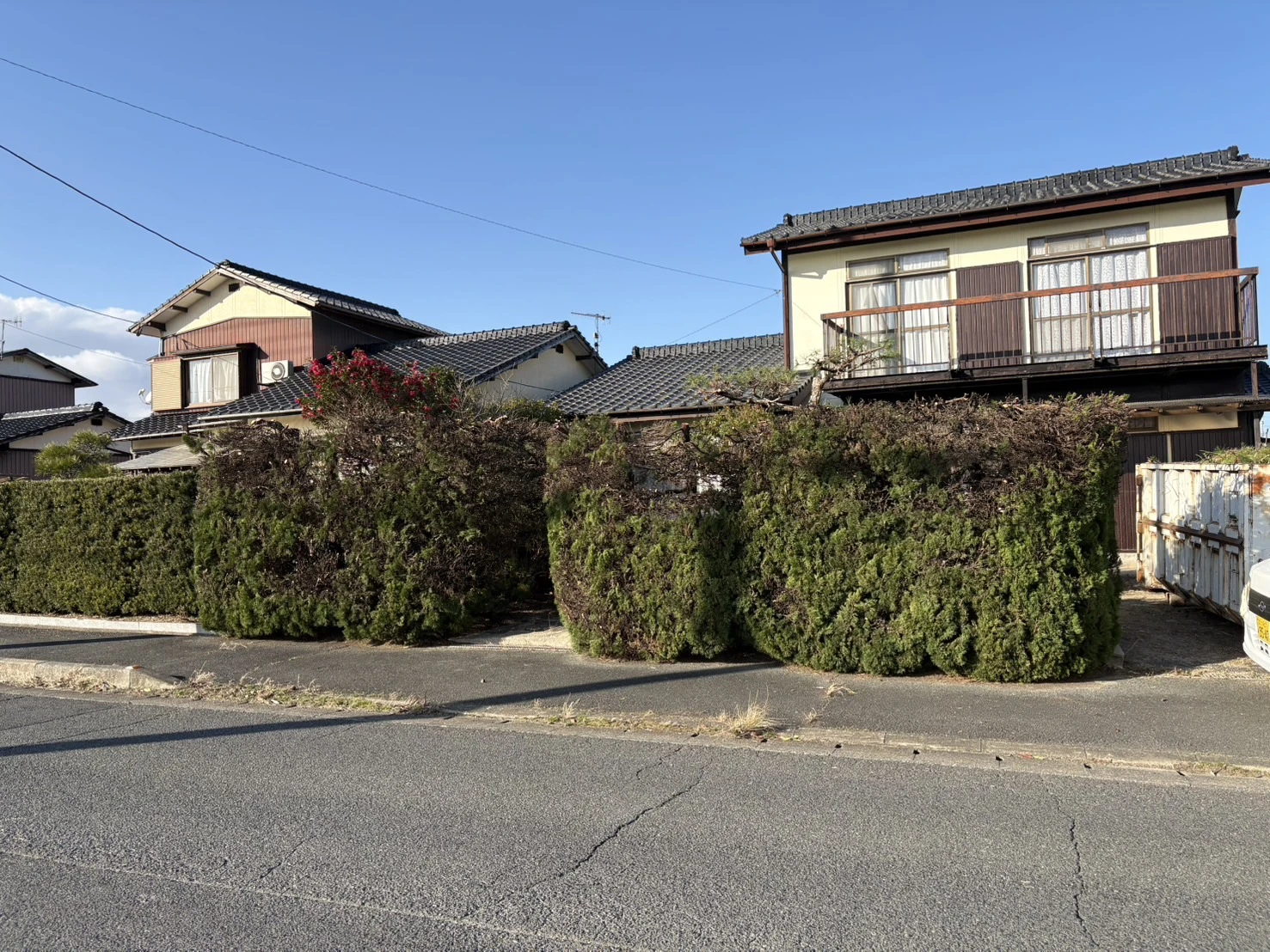 施工事例　庭木の剪定３