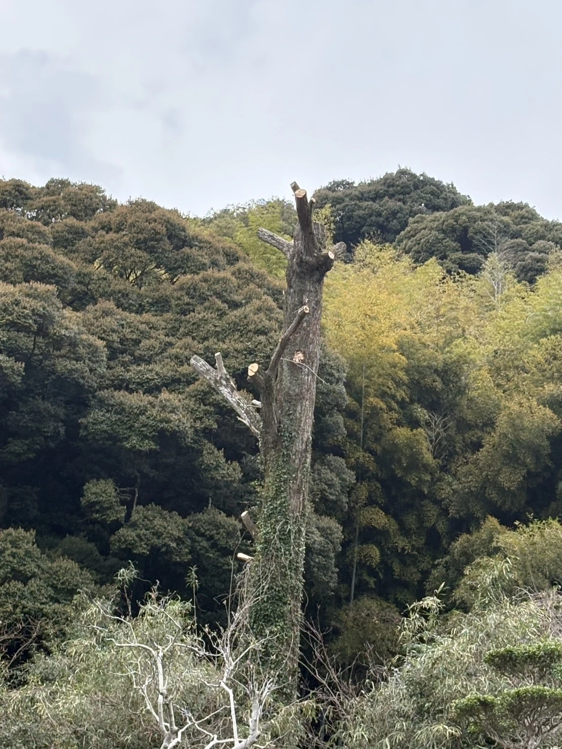 施工事例　特殊伐採２