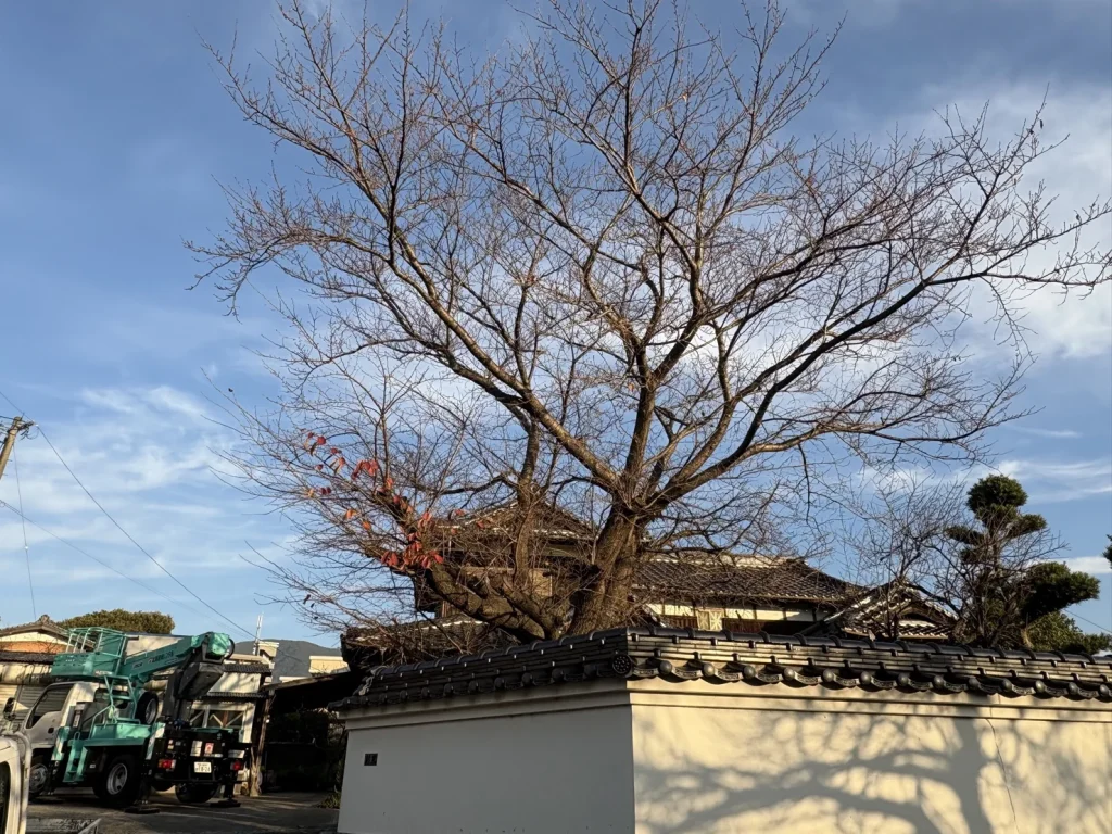 北九州市小倉南区田原　桜の木の剪定　施工前①20251219