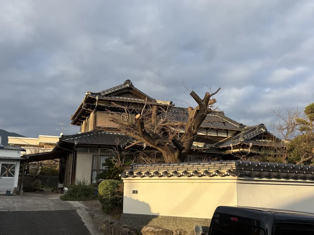 北九州市小倉南区田原　桜の木の剪定　施工後①20251219