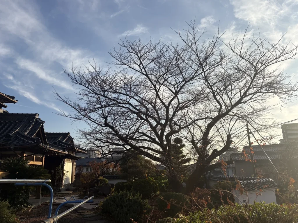 北九州市小倉南区田原　桜の木の剪定　施工前②20251219