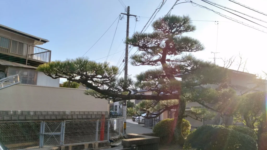 北九州市小倉南区朽網年 松の剪定アフター