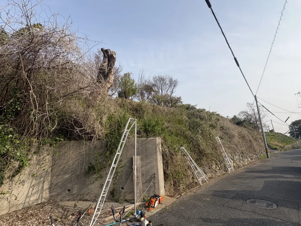 北九州市若松区　法面の草刈りと危険木の伐採ビフォー